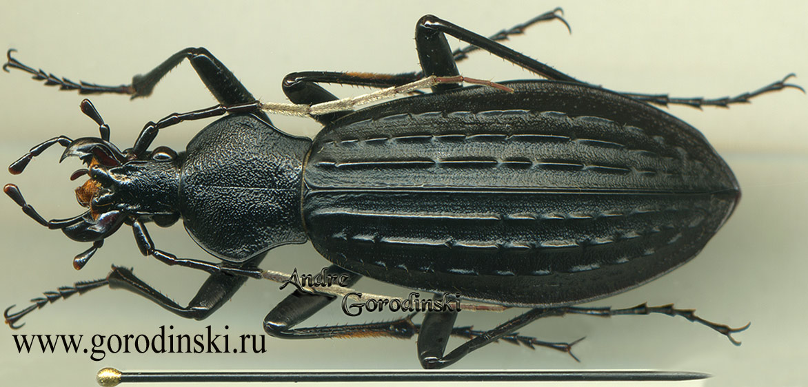 http://www.gorodinski.ru/carabus/Apotomopterus breuningianus.jpg
